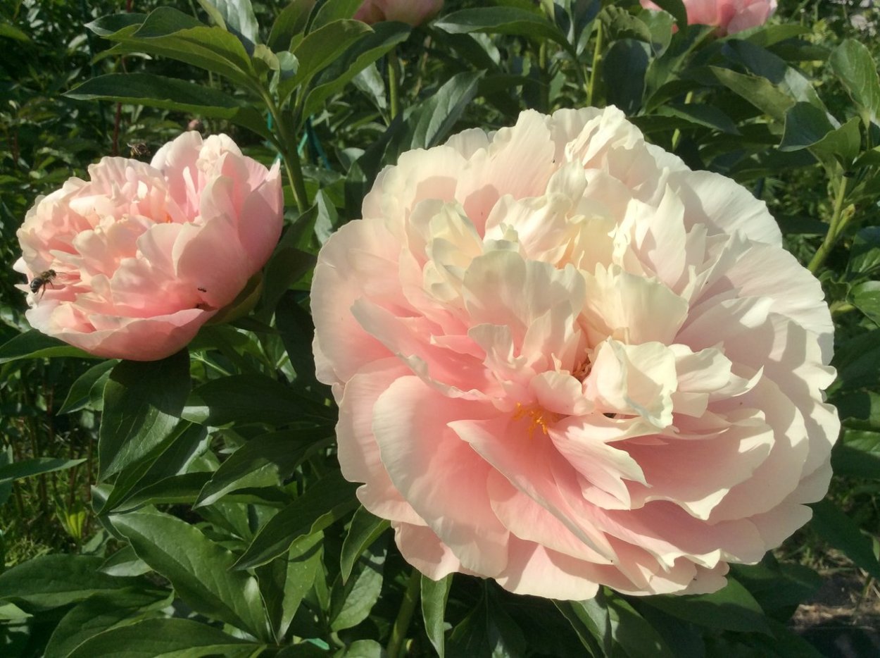 Пион Пастелорама