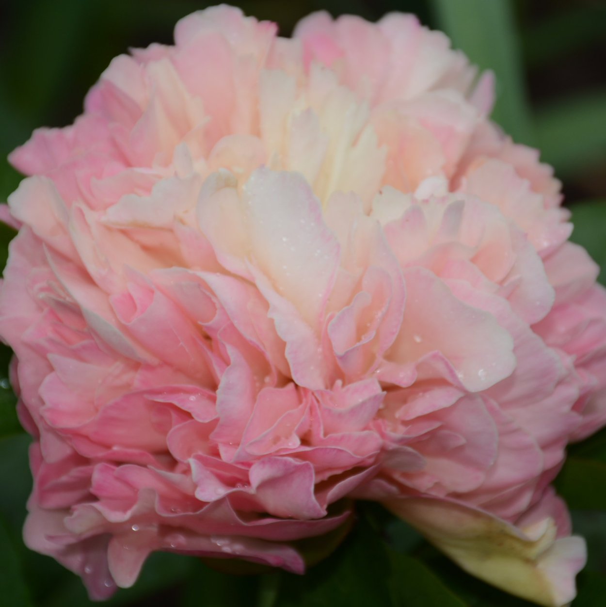 Paeonia пион Pastelegance 3-5 Окс