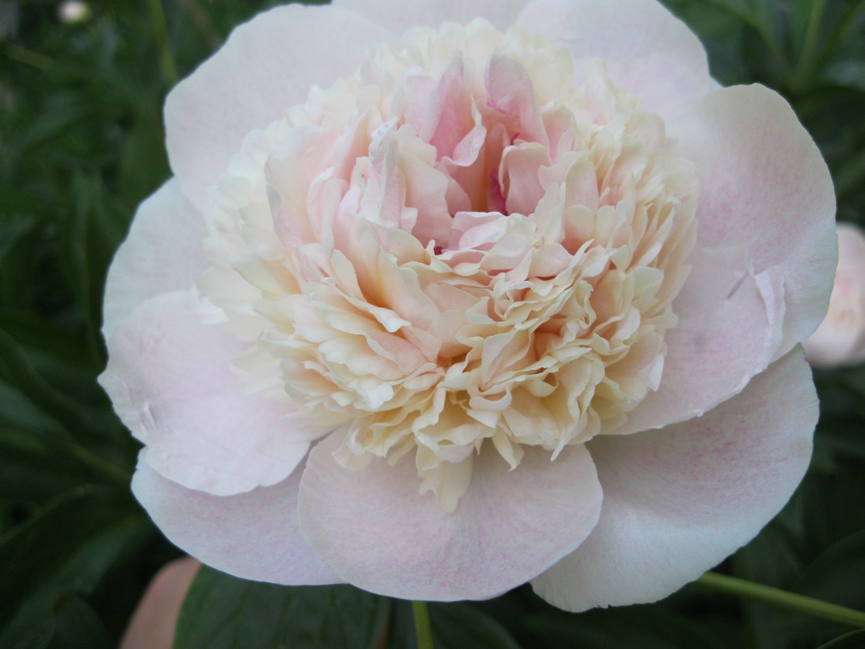 Пион саммер Сноу