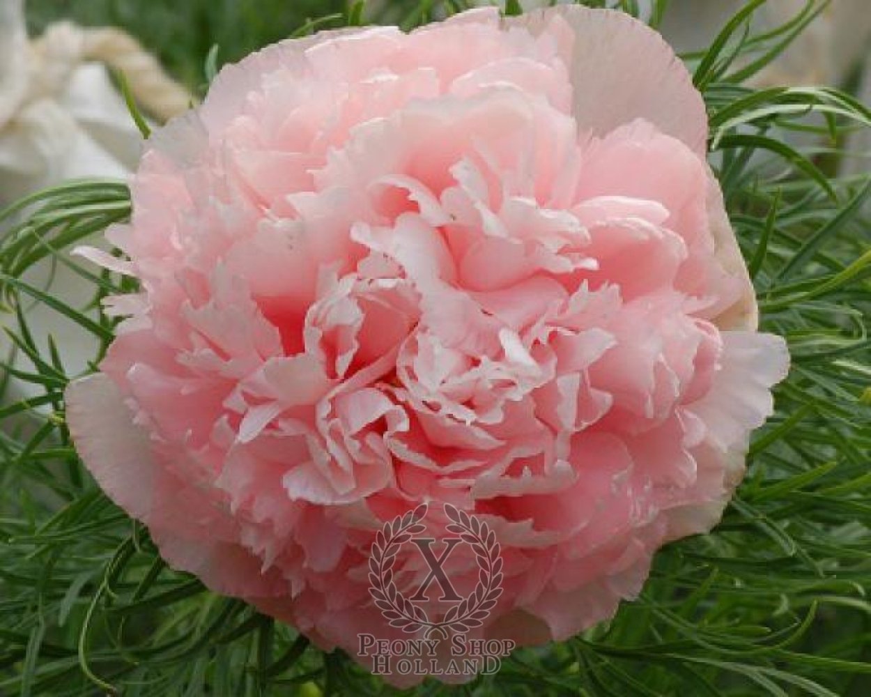 Пион little Erna Hans Maschke,