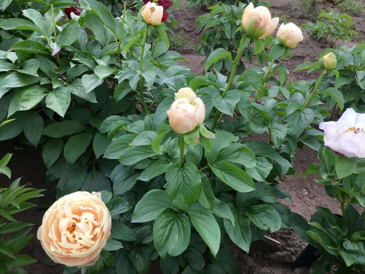 Эксклюзивный пион Пастелеганс