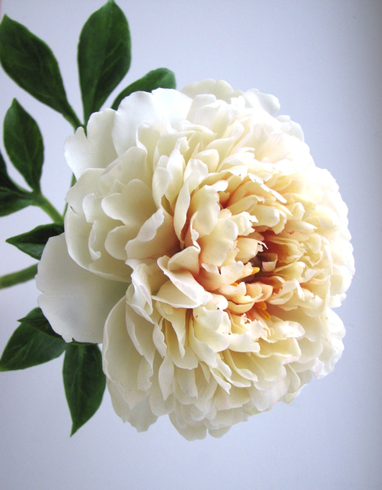 Пион Инсигн Мориарти