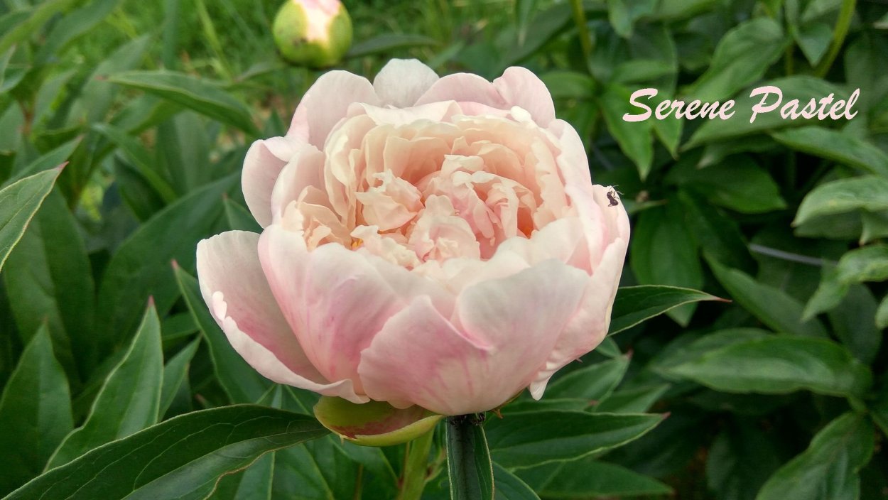 Пион пастель Элеганс