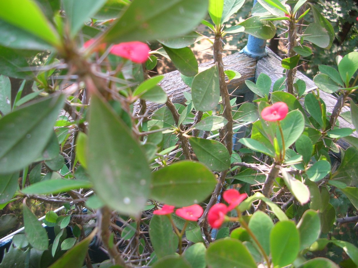 Молочай с колючками