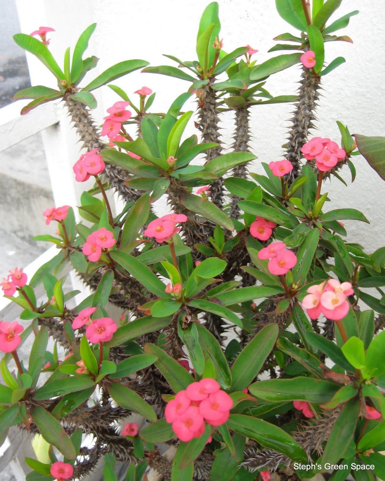 Молочай миля (Euphorbia milii