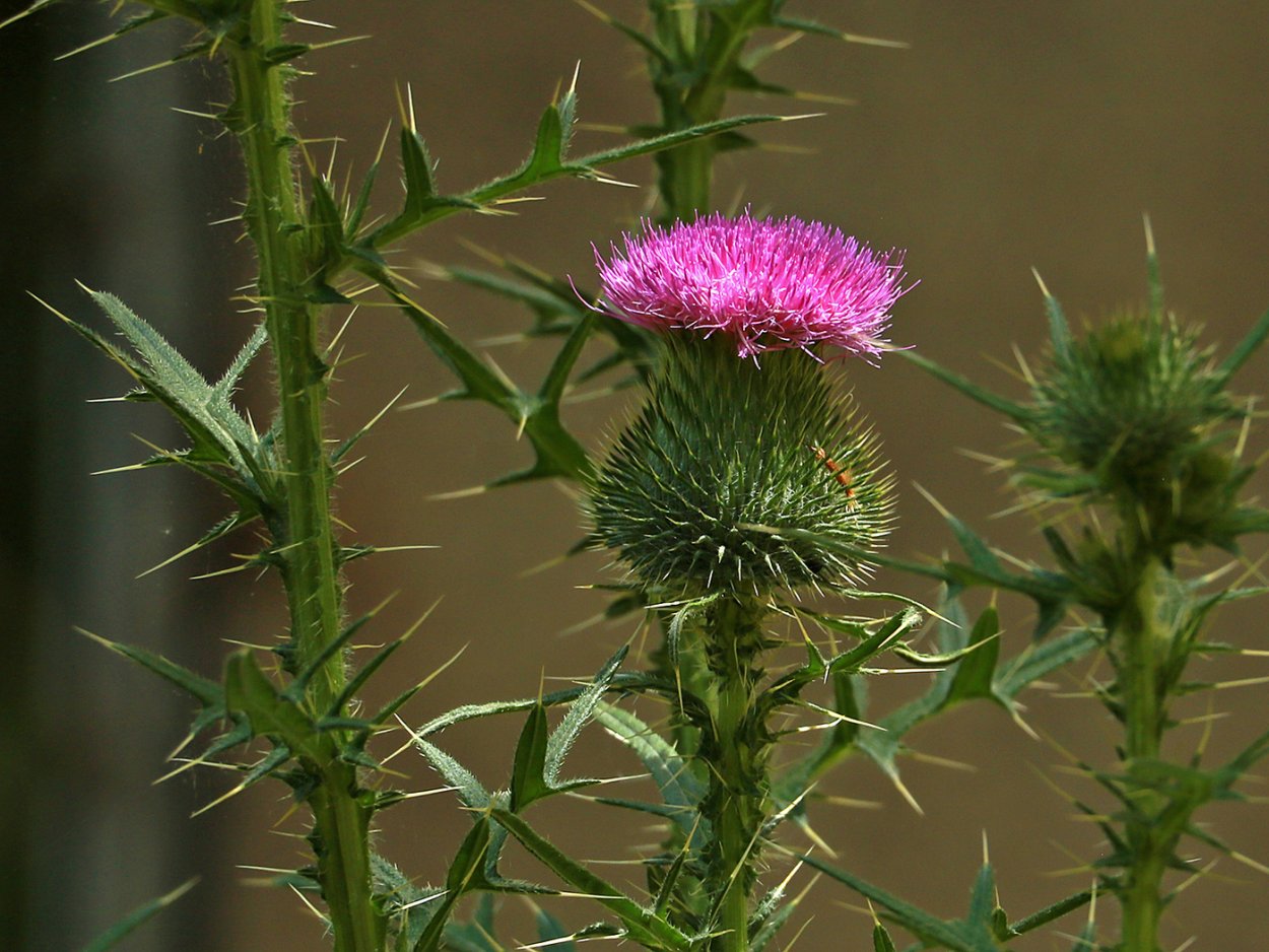 Кеберлиния колючая