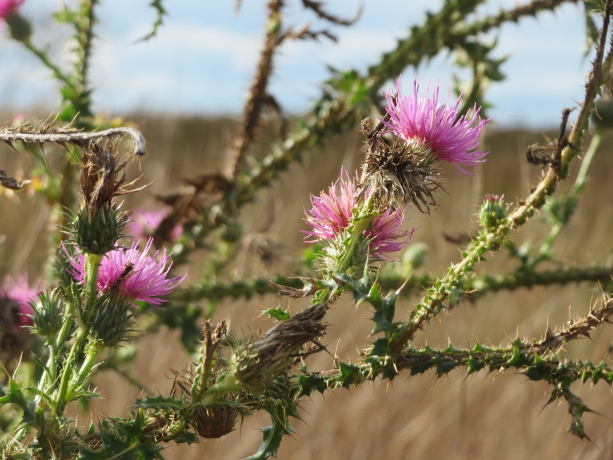 Чертополох колючий Carduus Acanthoides l.