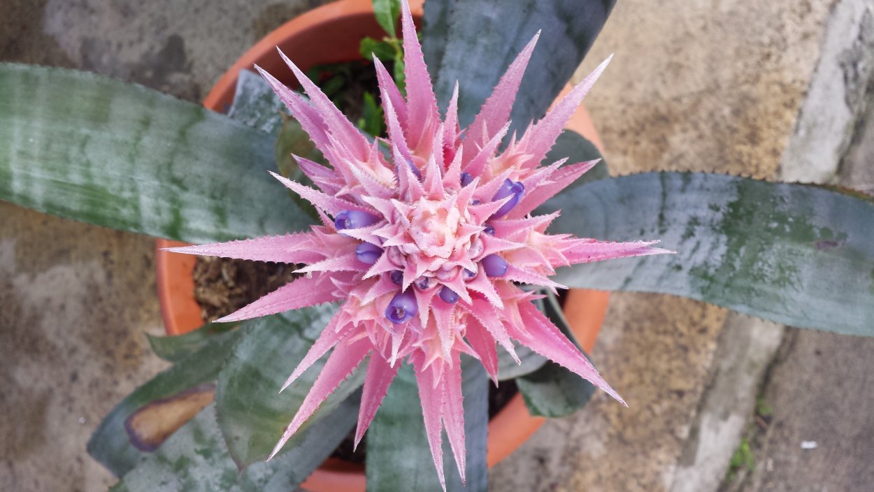 Алоэ Песчаная колючка