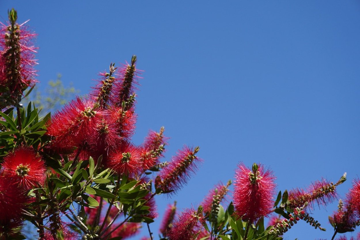 Красный колючий цветок