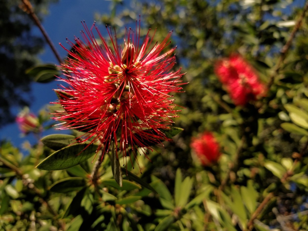 Колючее растение с красными