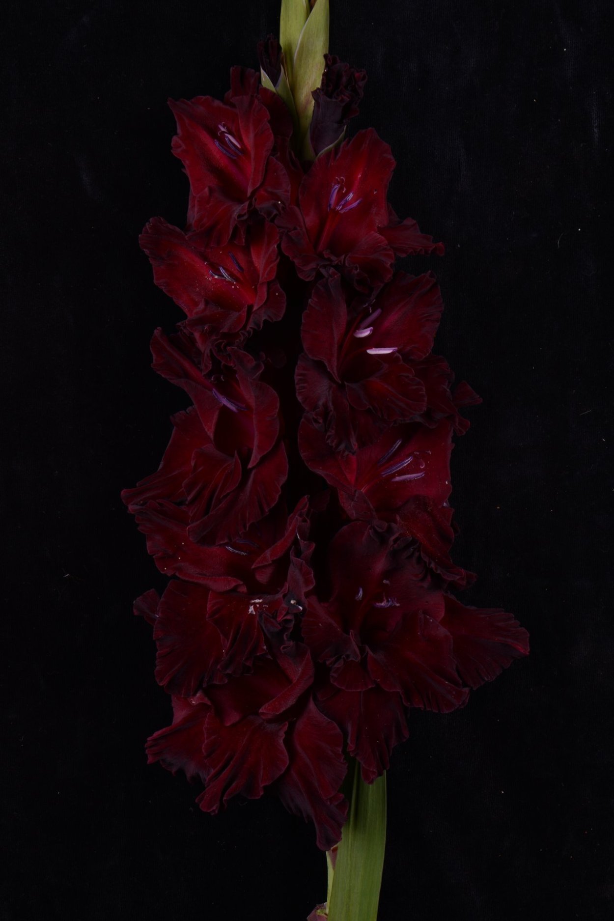 Гладиолус черное море 12/14 (7шт) нк386528