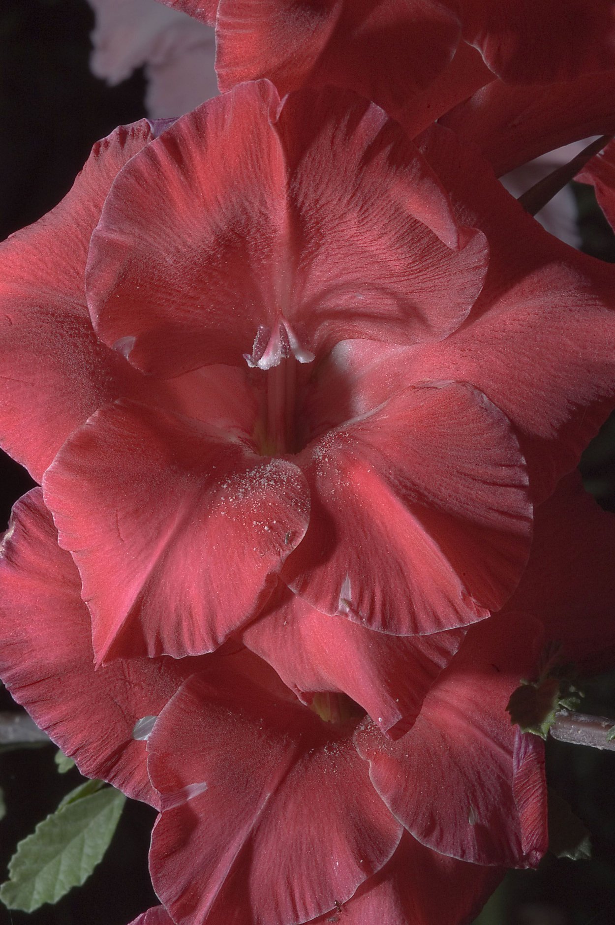 Гладиолус гиперпространство