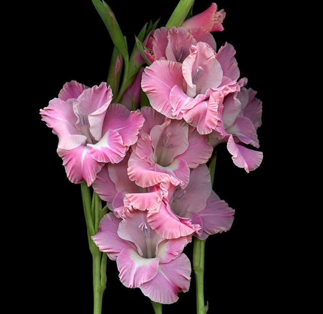 Гладиолус Fiorentina