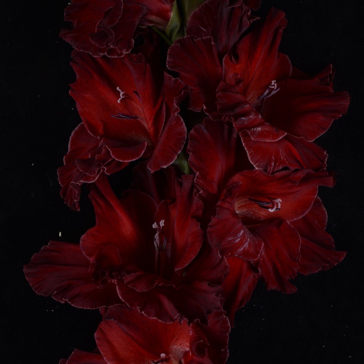 Гладиолус десять негритят