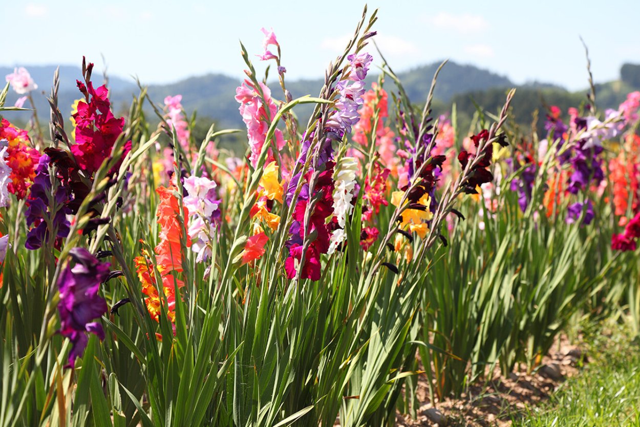 Гладиолусы поле