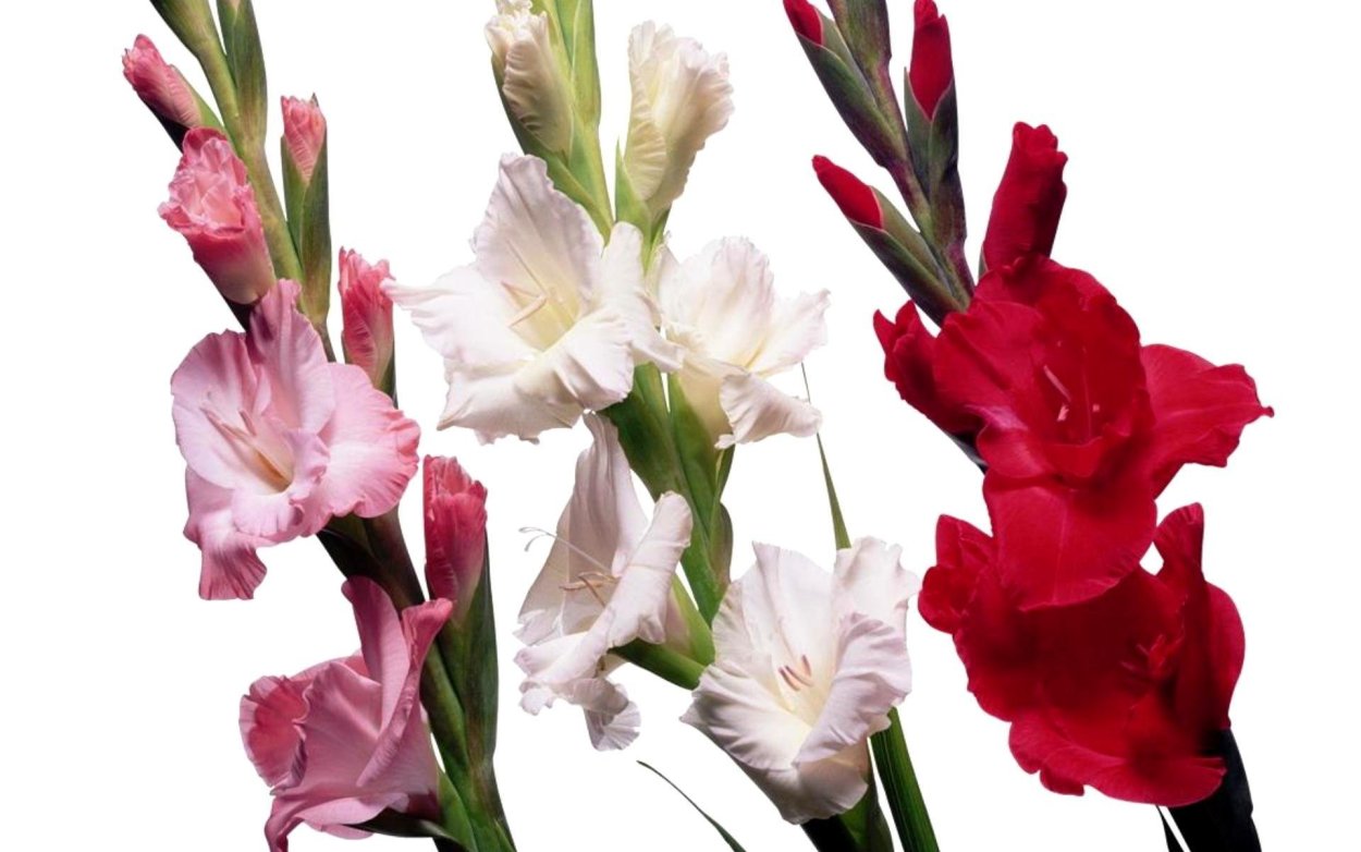 Эверест гладиолусы