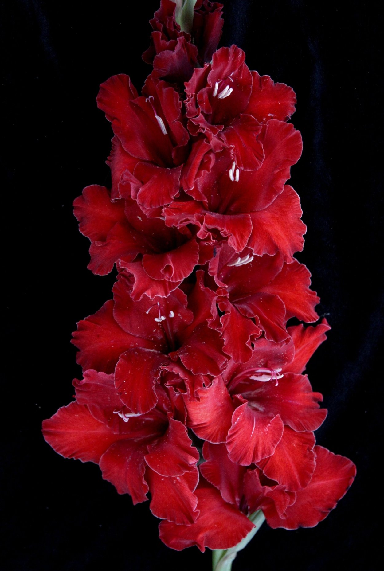 Гладиолус Мадагаскар