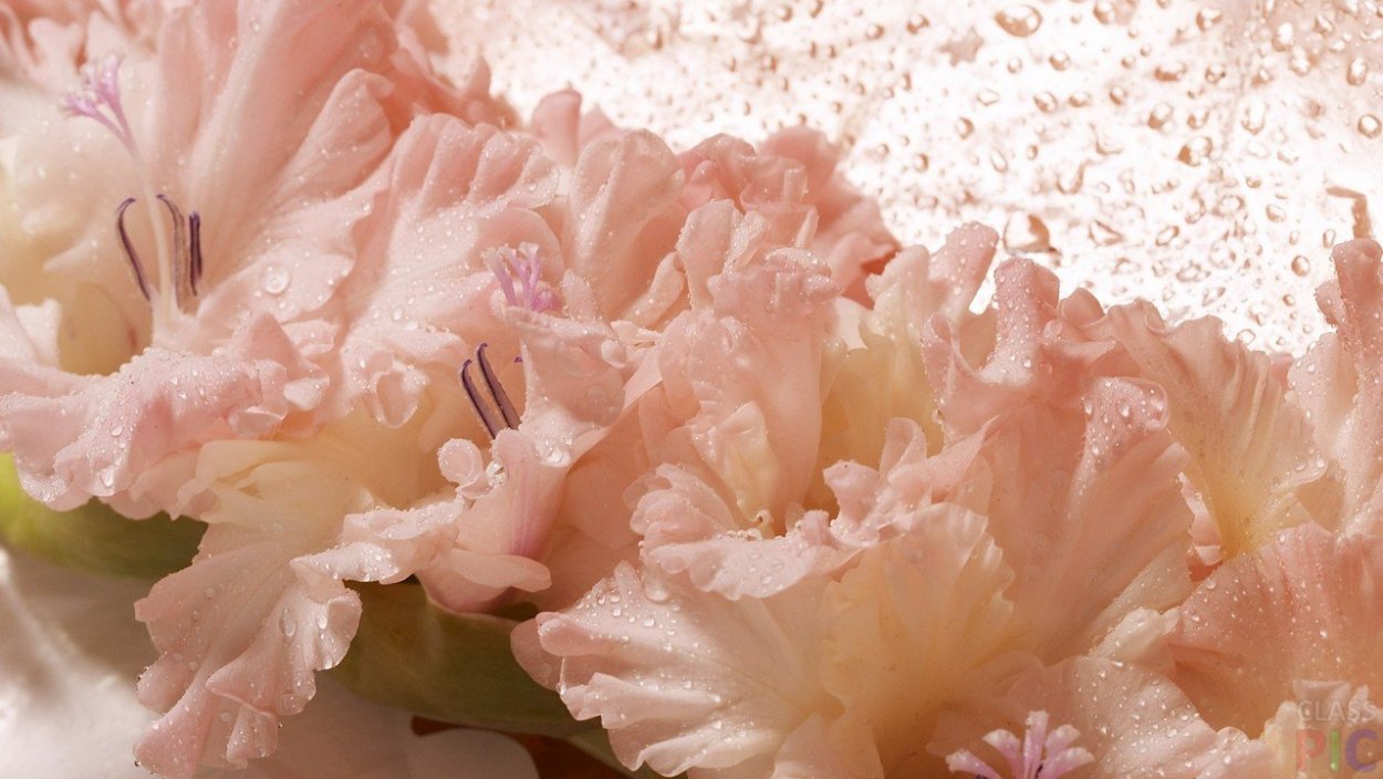 Нежные цветы на рабочий стол