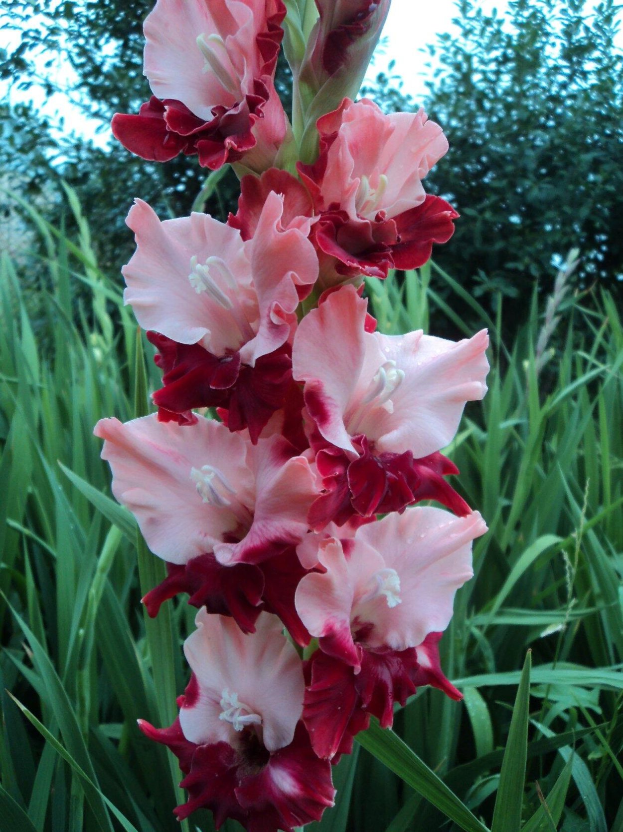 Гладиолус Мунлайт Шедоу