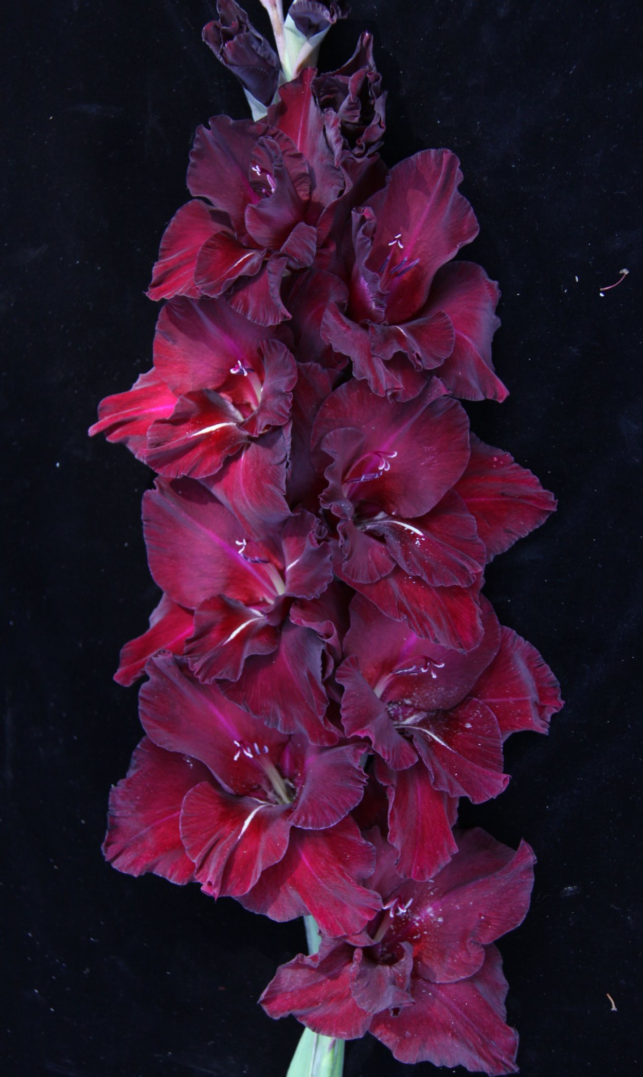 Гладиолус Кармен