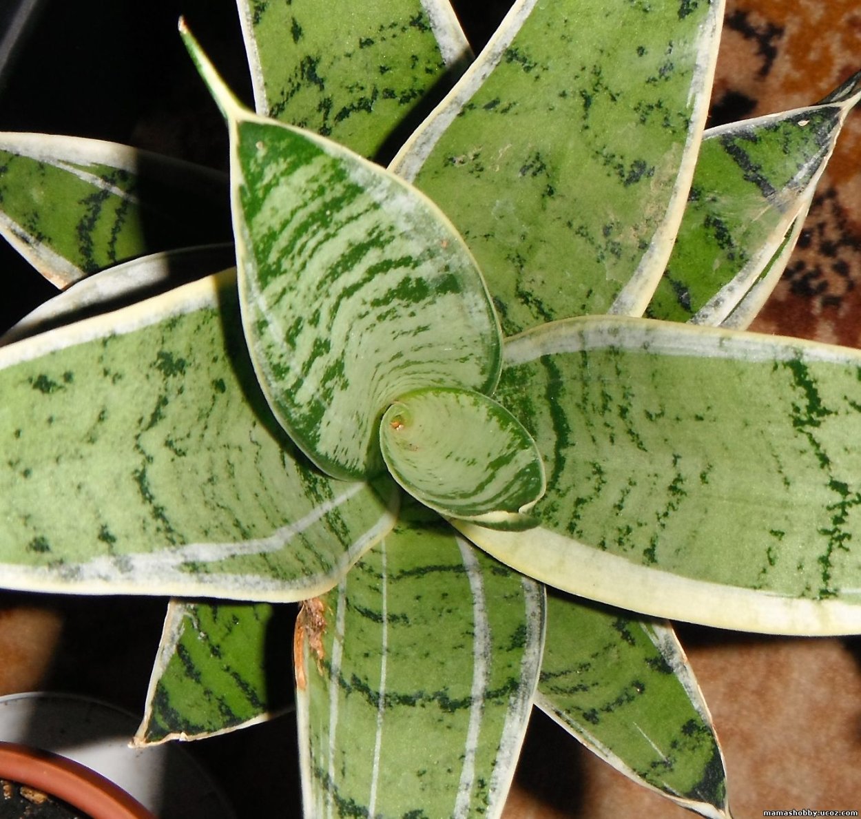 Сансевиерия hahnii