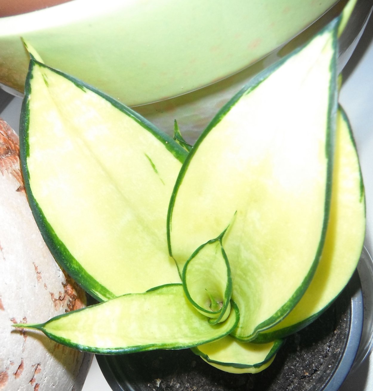 Сансевиерия Golden hahnii