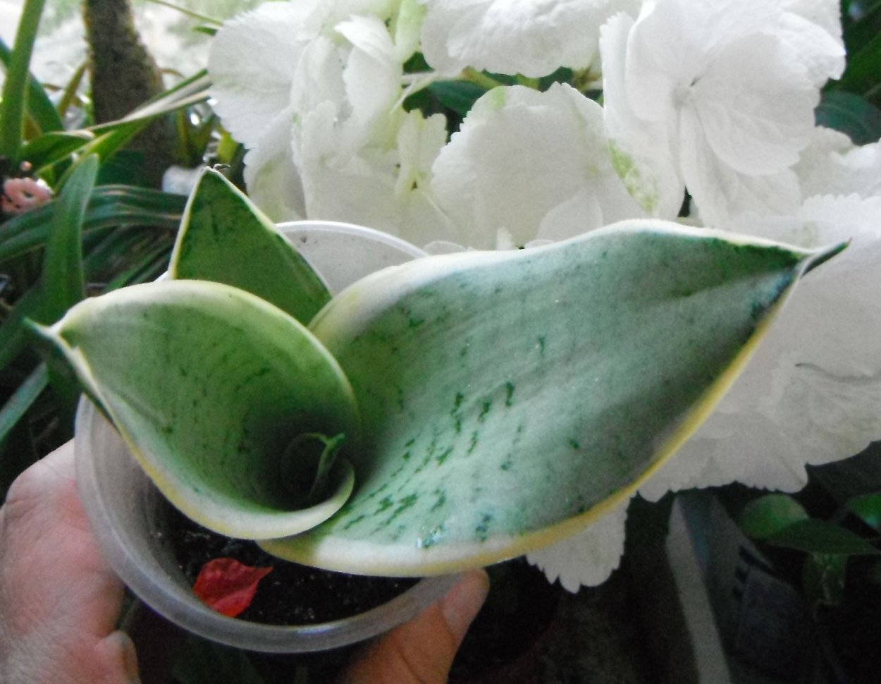 Сансевиерия Silver hahnii