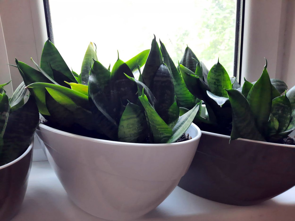 Сансевиерия Ханни цветен е