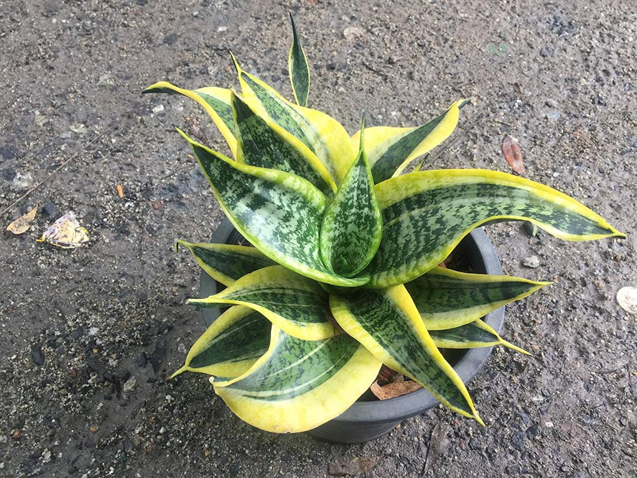 Сансевиерия Ханни твистер