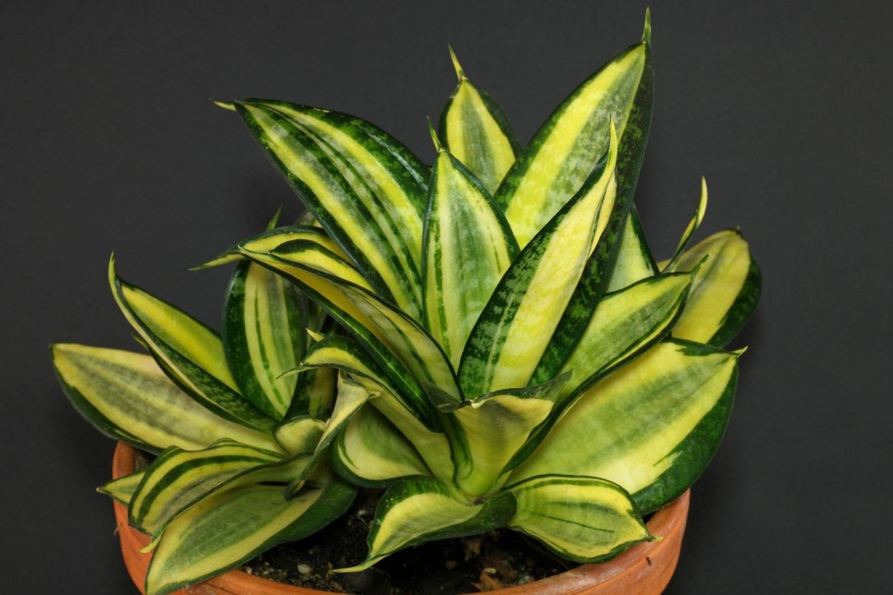 Сансевиерия Грин Ханни