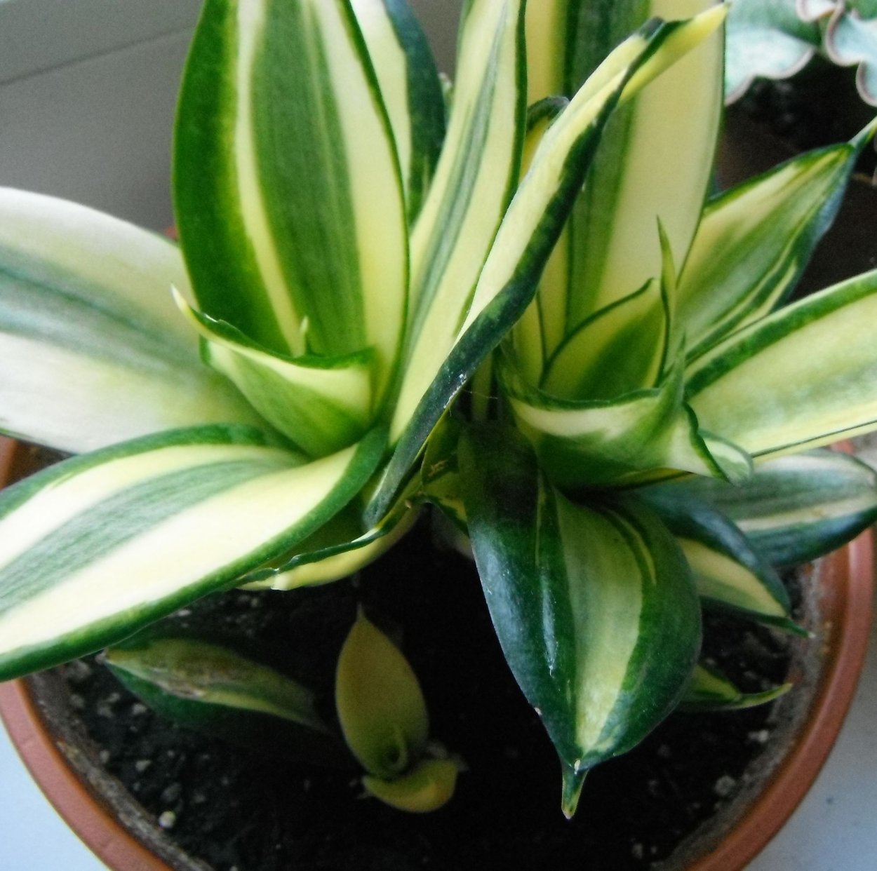 Сансевиерия trifasciata hahnii