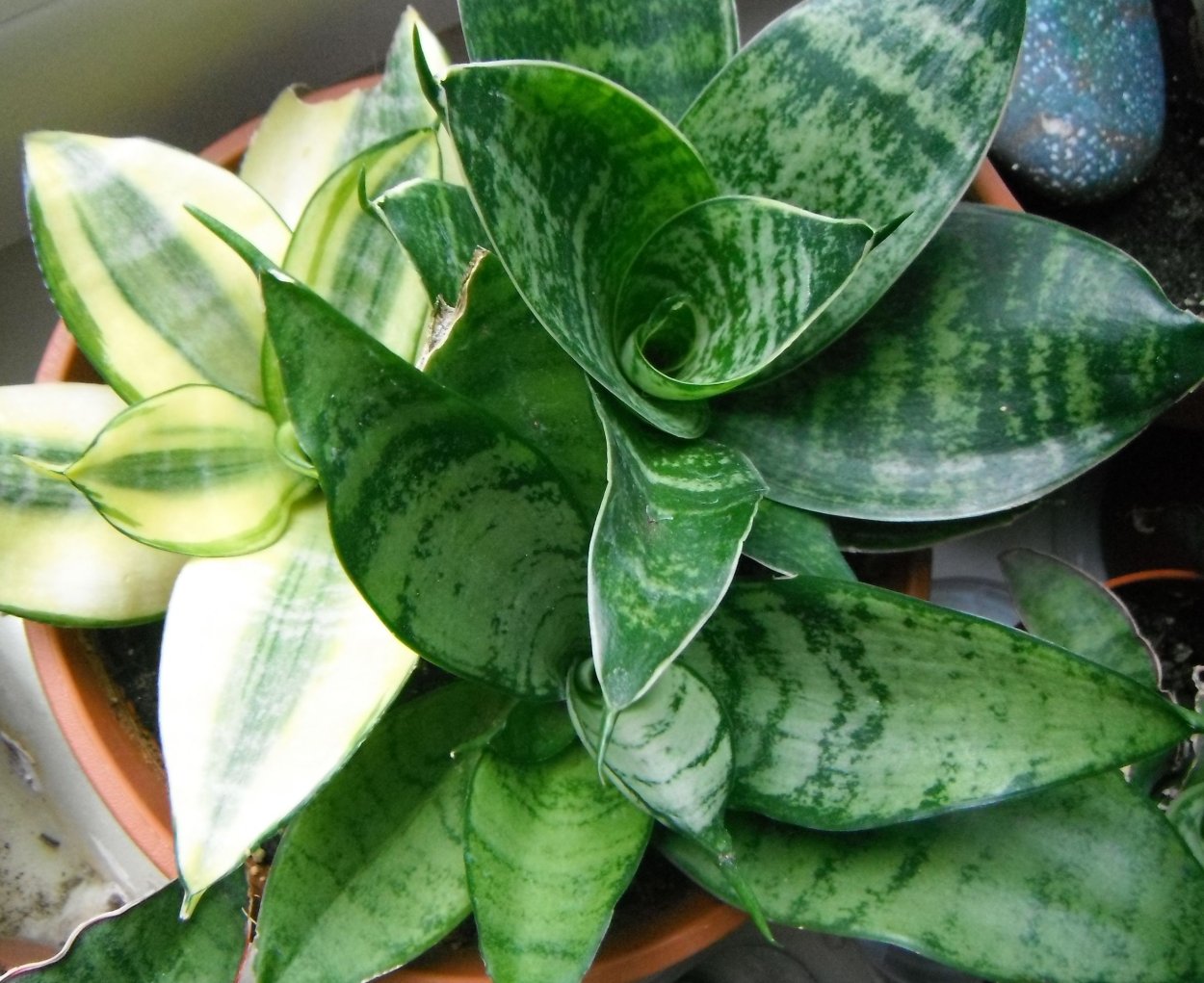 Sansevieria hahnii/Сансевиерия Ханни