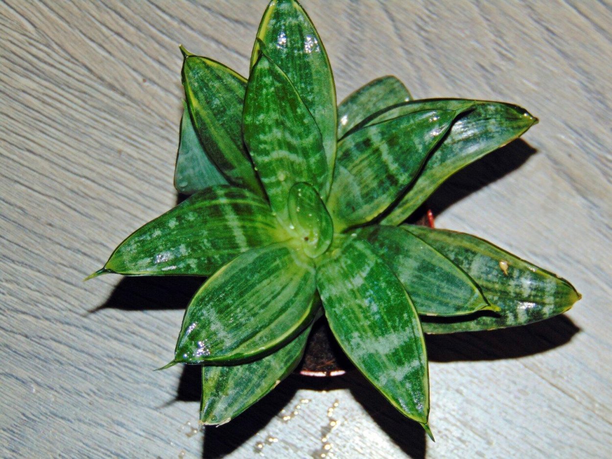 Сансевиерия Ханни Сильвер