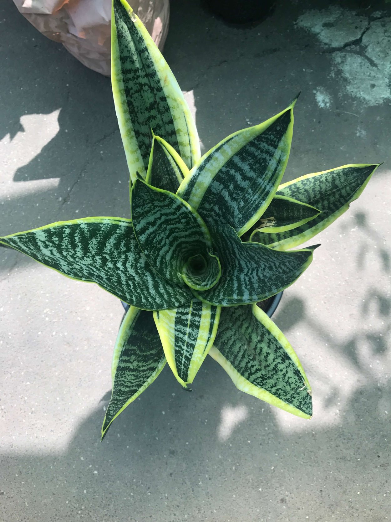 Сансевиерия Грин Суперба