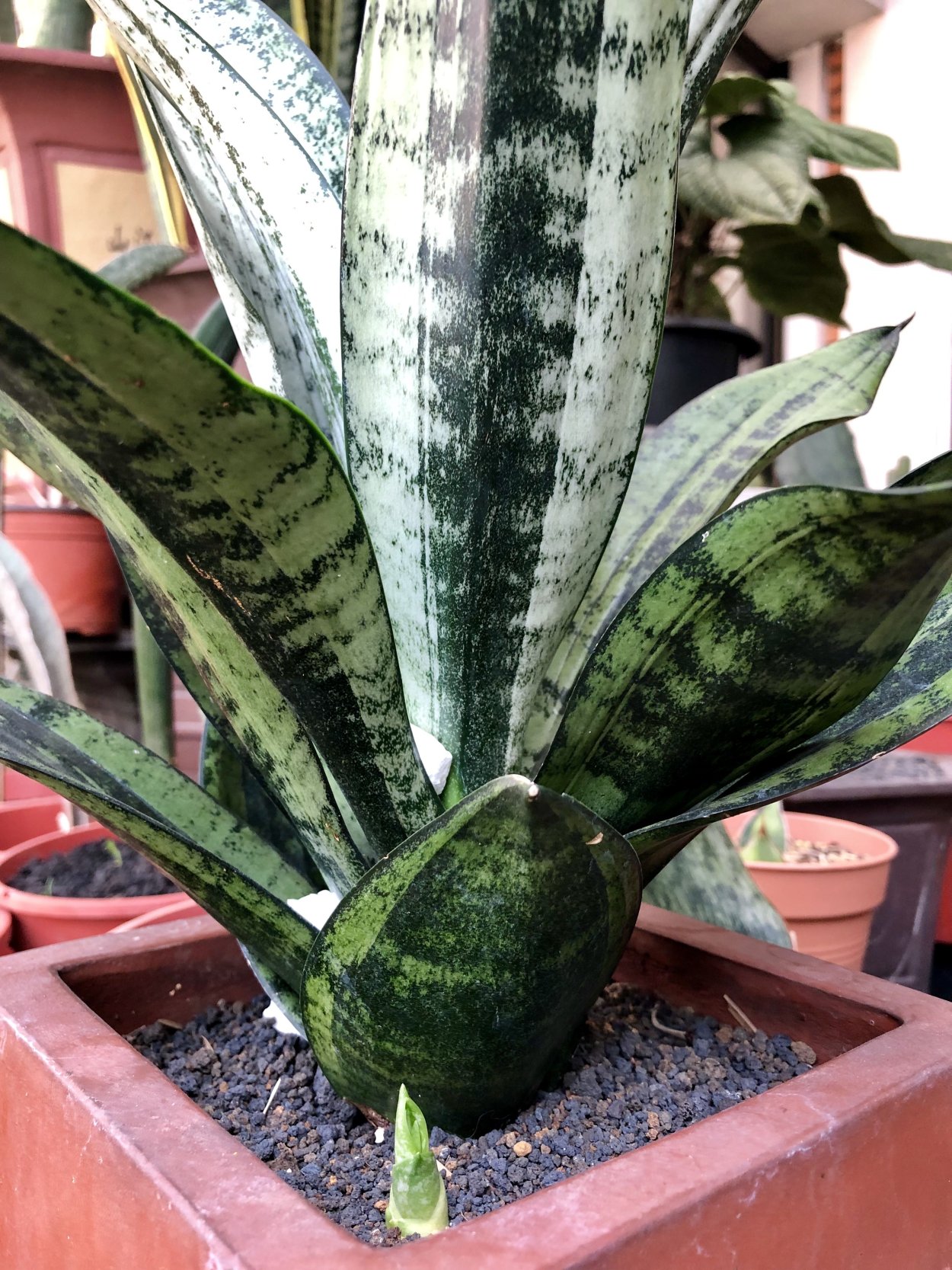 Сансевиерия Ханни Муншайн