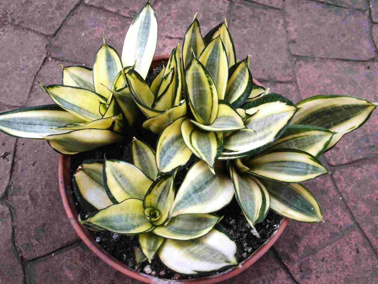 Сансевьера hahnii