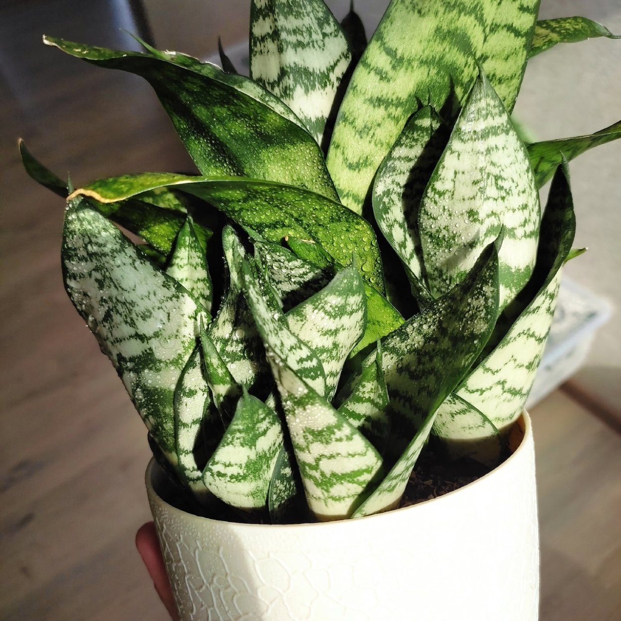 Сансевиерия Альмонд Сильвер детка