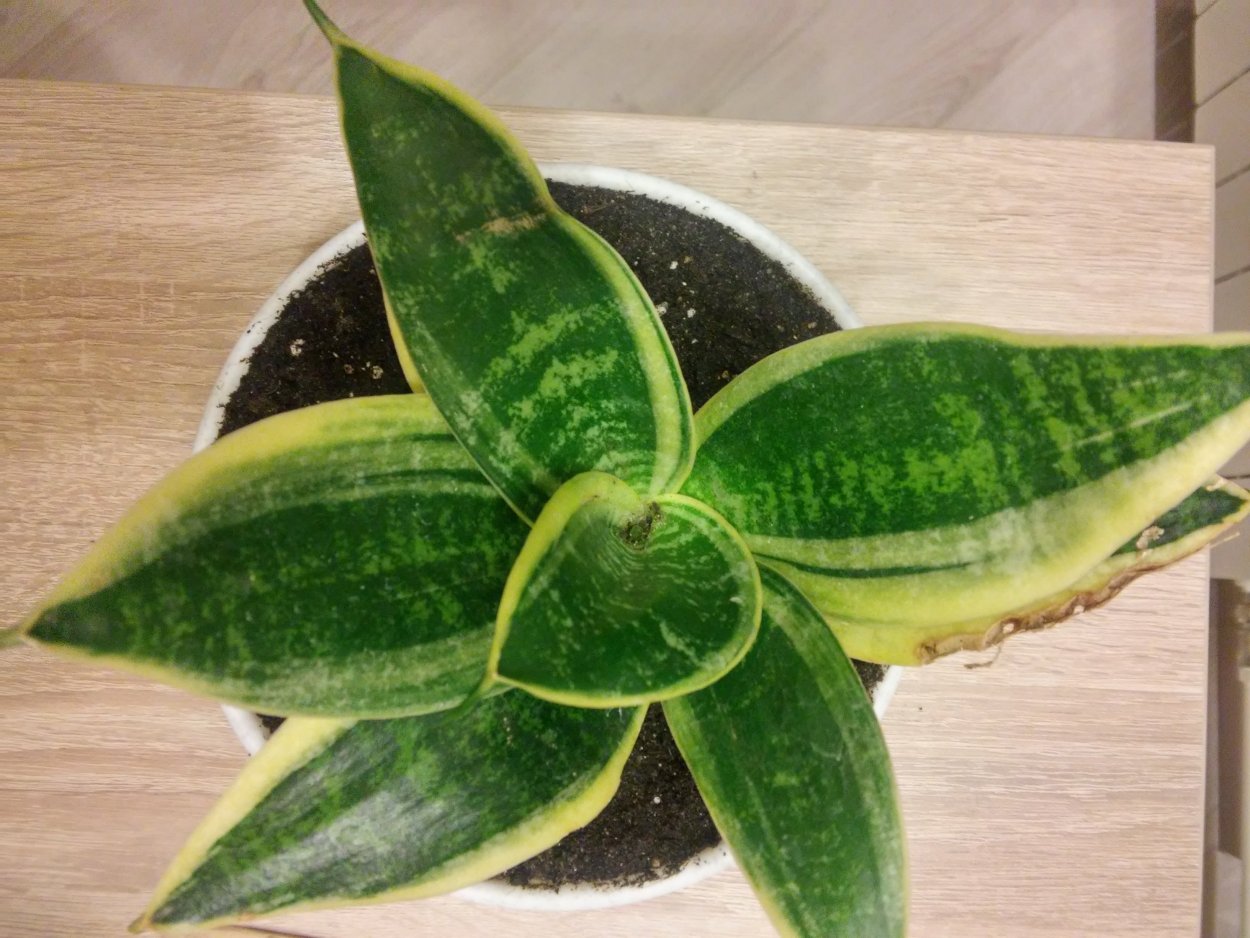 Сансевиерия Голден Ханни