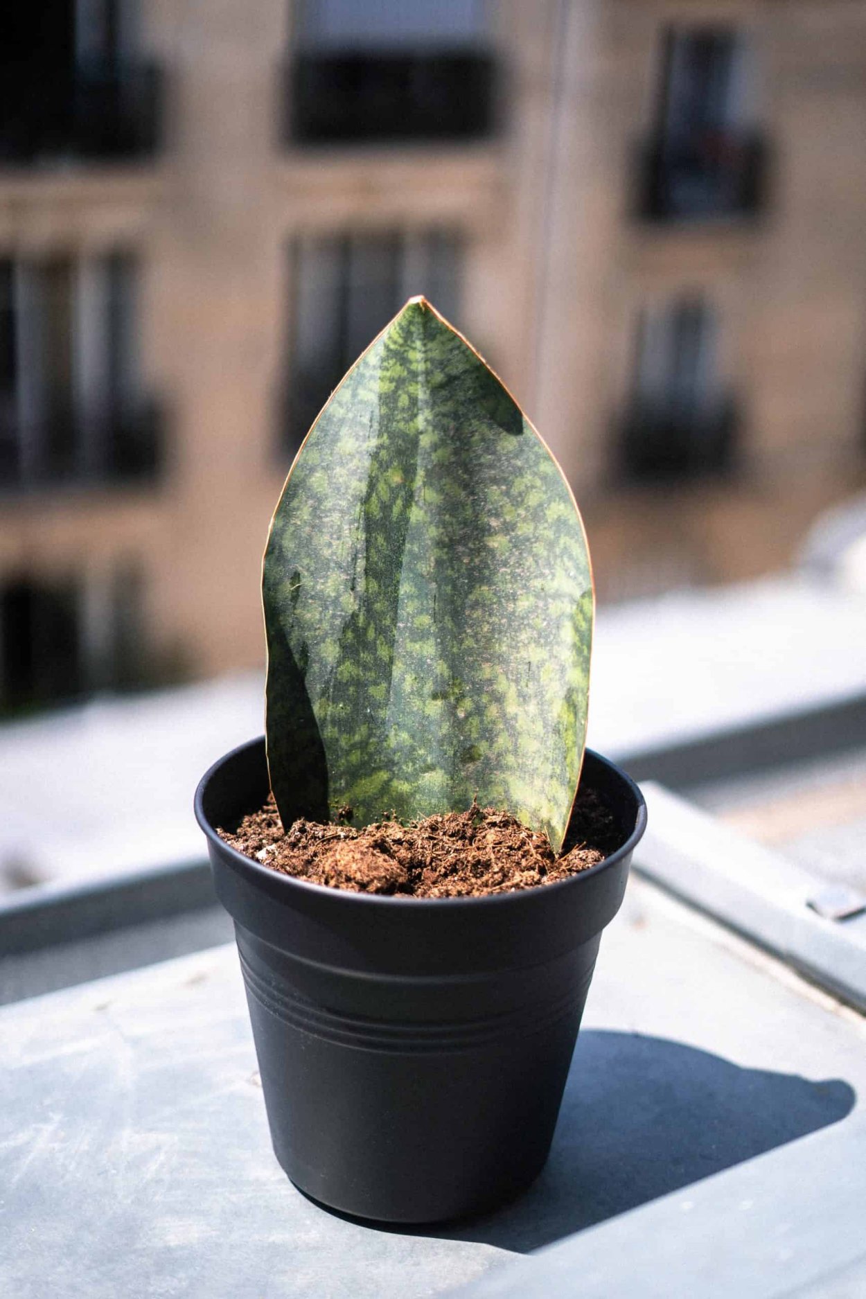 Сансевиерия тиара