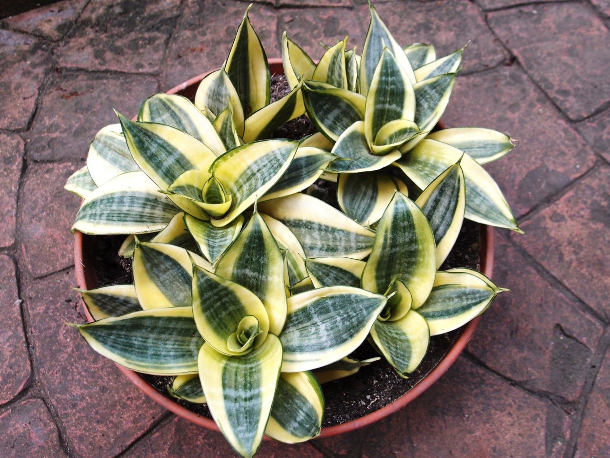 Сансевиерия Голден Хани