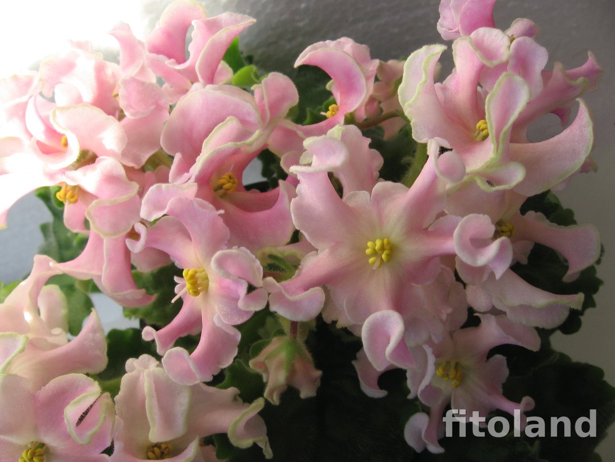 Сенполия РМ розовые кудри