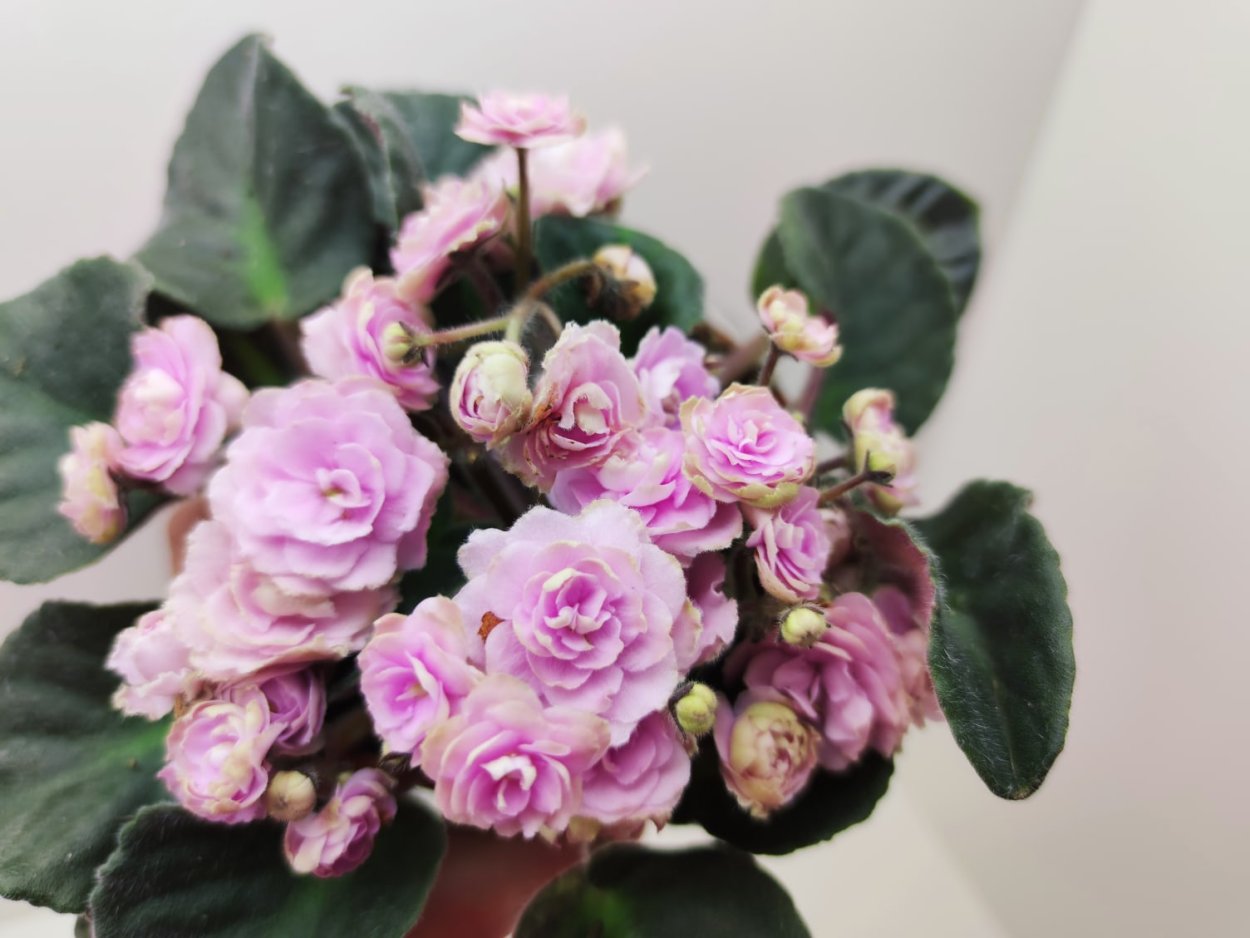 Фиалка Пинк Вейв