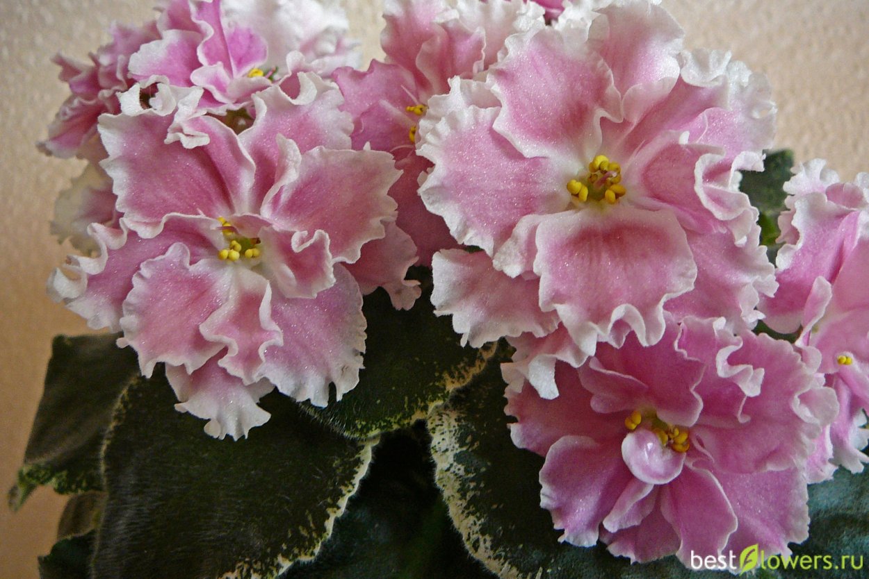 Морев розовая акварель