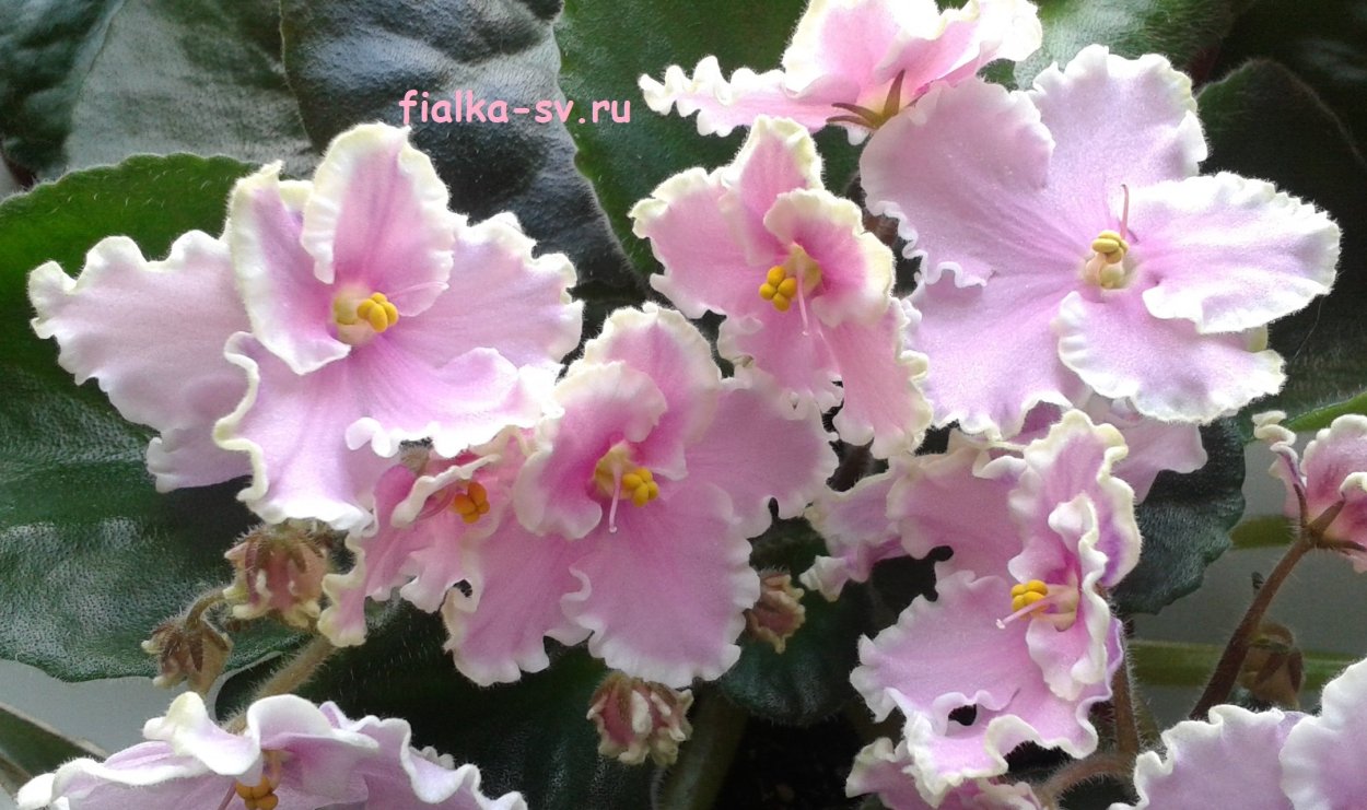 Фиалка Пинк саммит