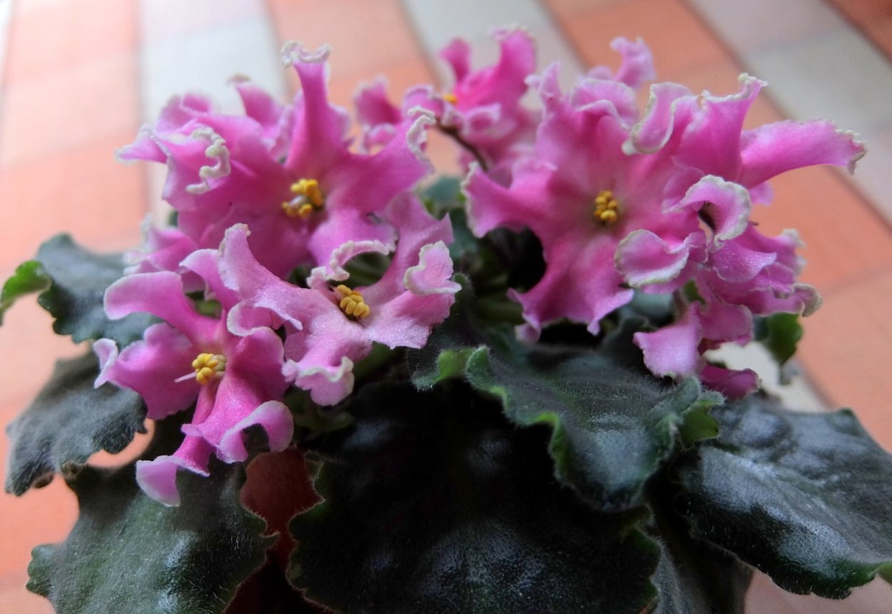 РМ-россыпь самоцветов фиалка