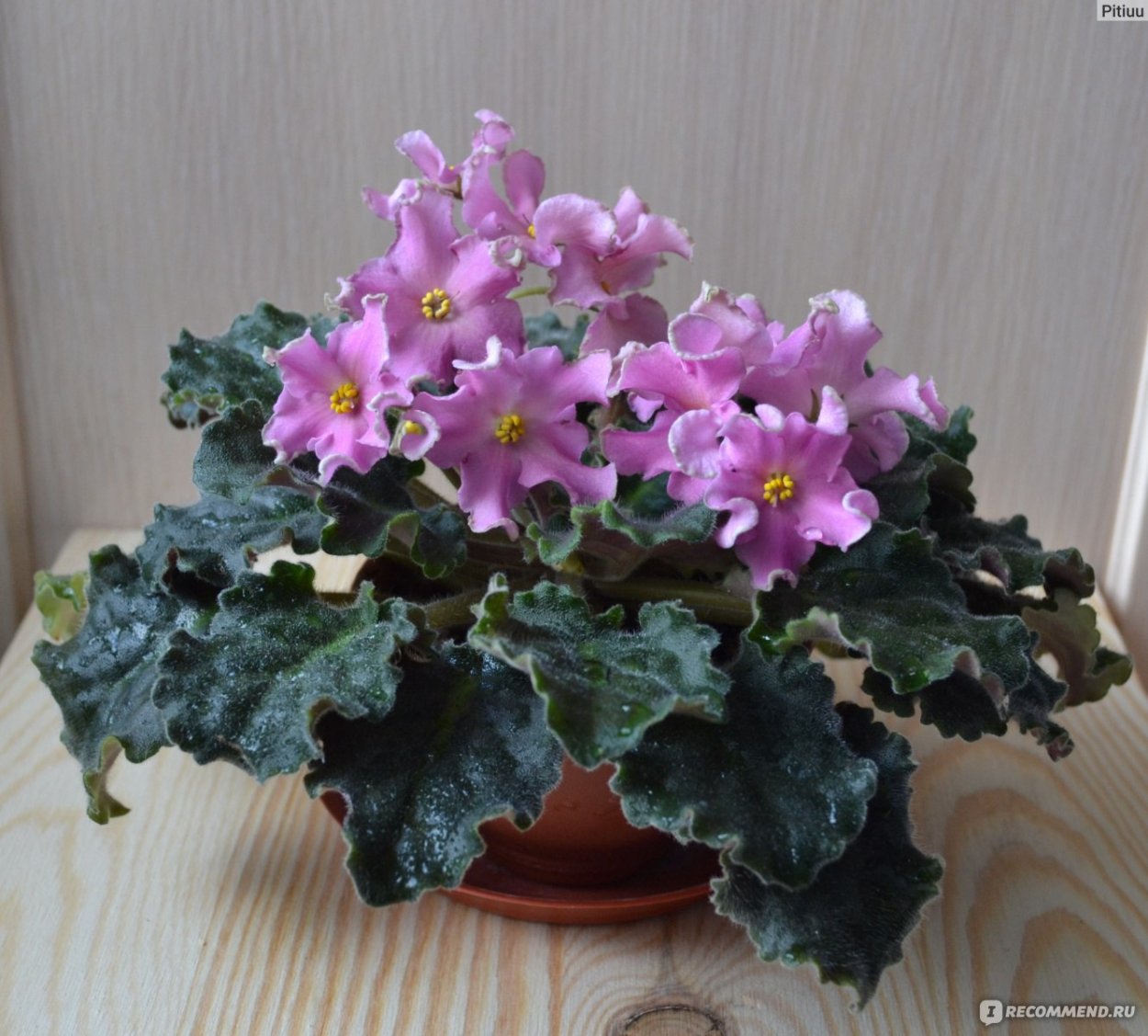 Фиалка сорт Барби