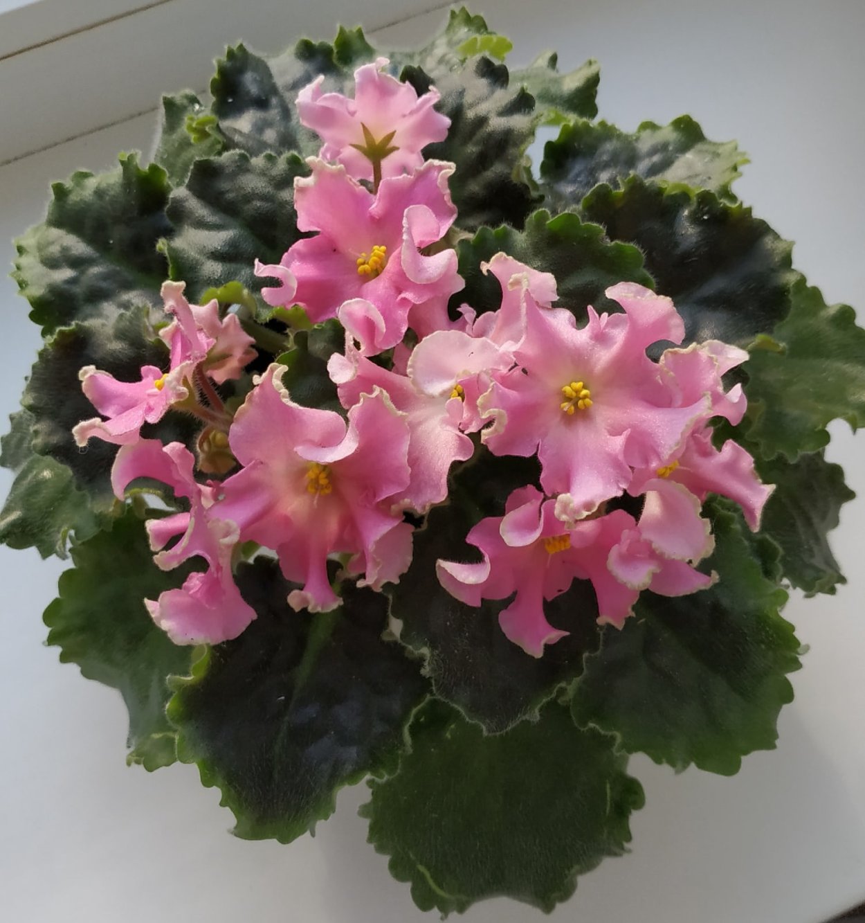 РМ-розовая волна фиалка