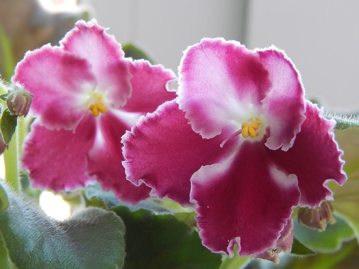 Фиалка Невские огни Морев