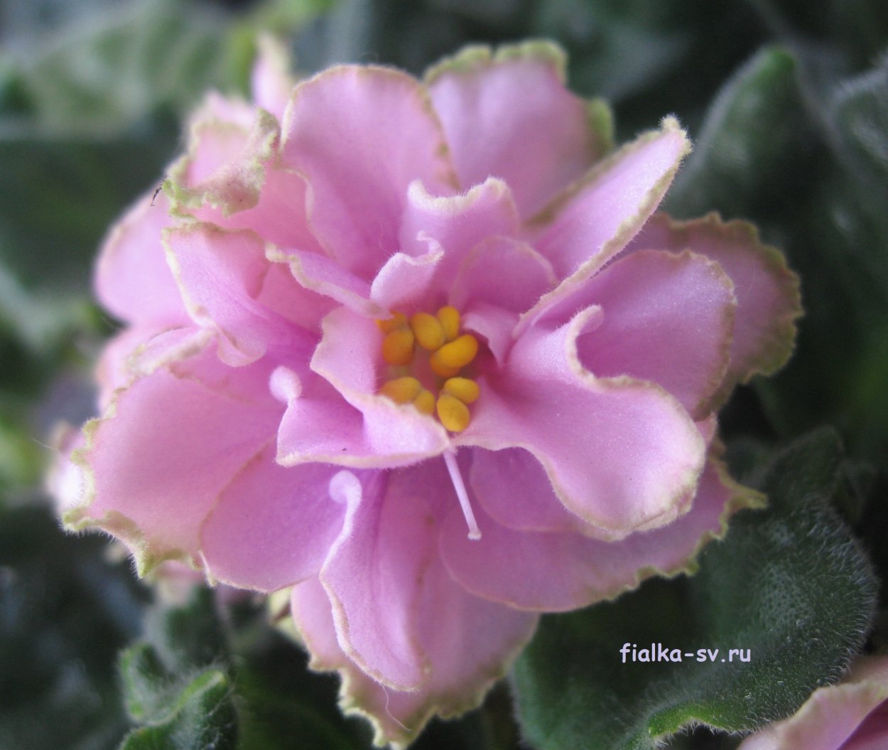 Сорт фиалки Малахитовая роза