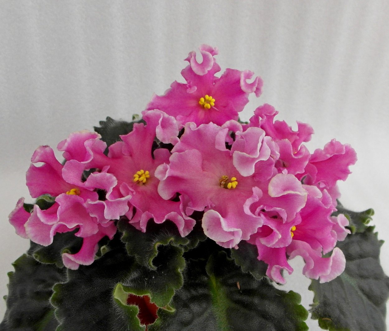 Фиалка РМ-розовая Хризантема